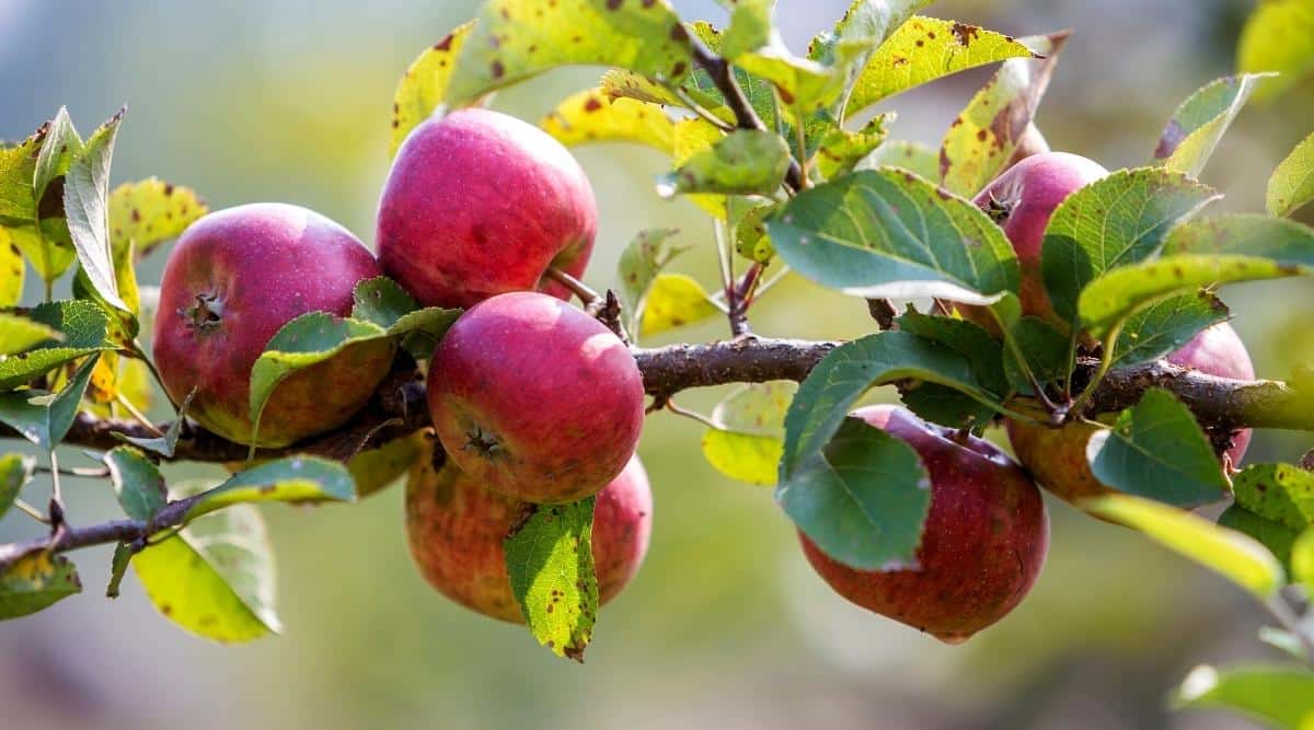 Do Apple Trees Need Full Sun, Partial Sun, or Full Shade?