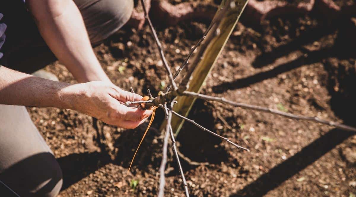 A man holds an apple tree sapling in his hands to plant it in a hole dug in the soil. You can see rich, dark soil in the background that&rsquo;s perfect for planting. There is also a stake behind the tree ready to help hold it steady.