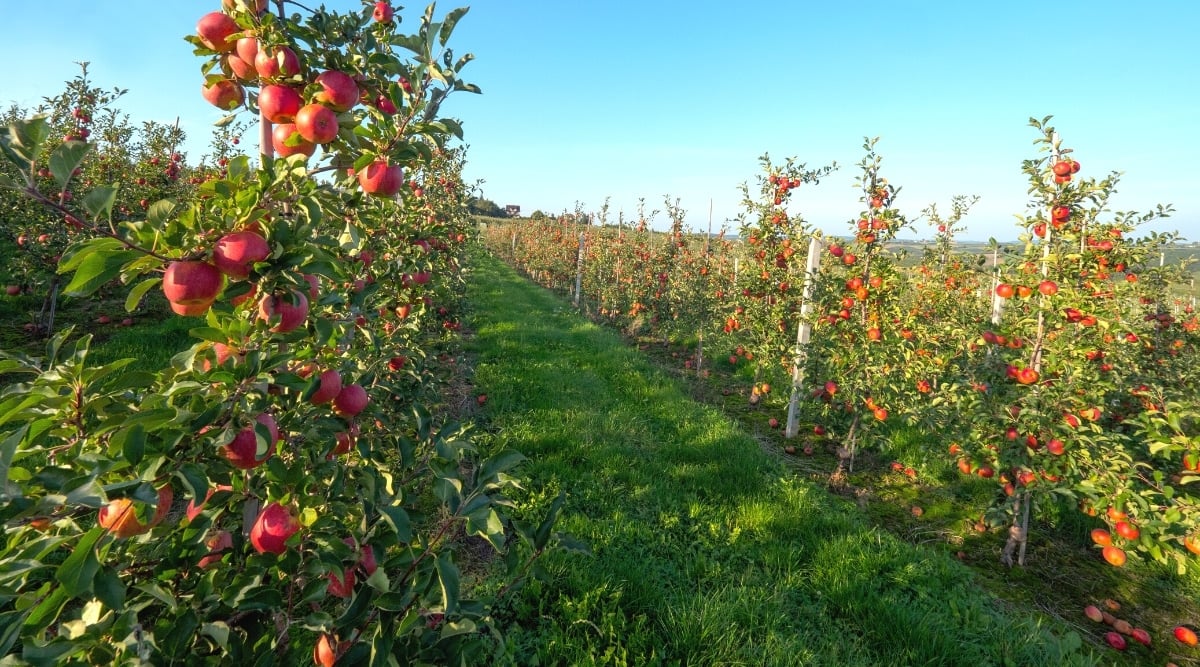 Apple Tree Growth Stages How Fast Do Apple Trees Grow?