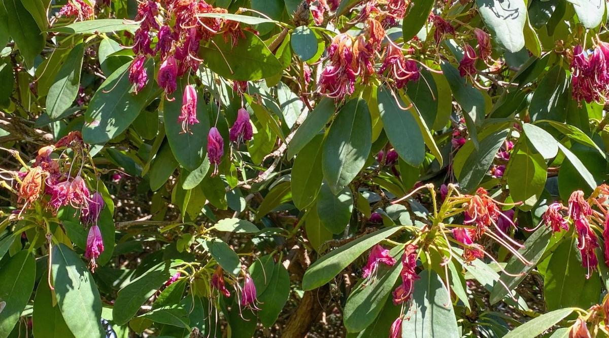 8 Reasons Your Azaleas Are Turning Brown & Dying