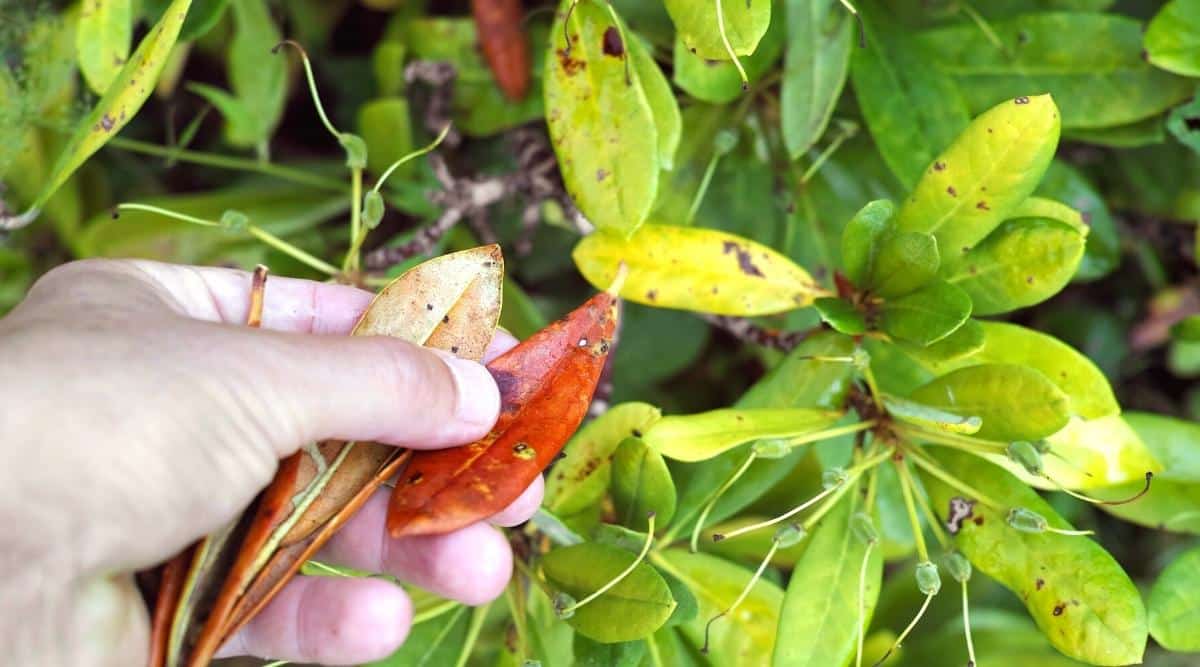 8 Reasons Your Azaleas Are Turning Brown & Dying