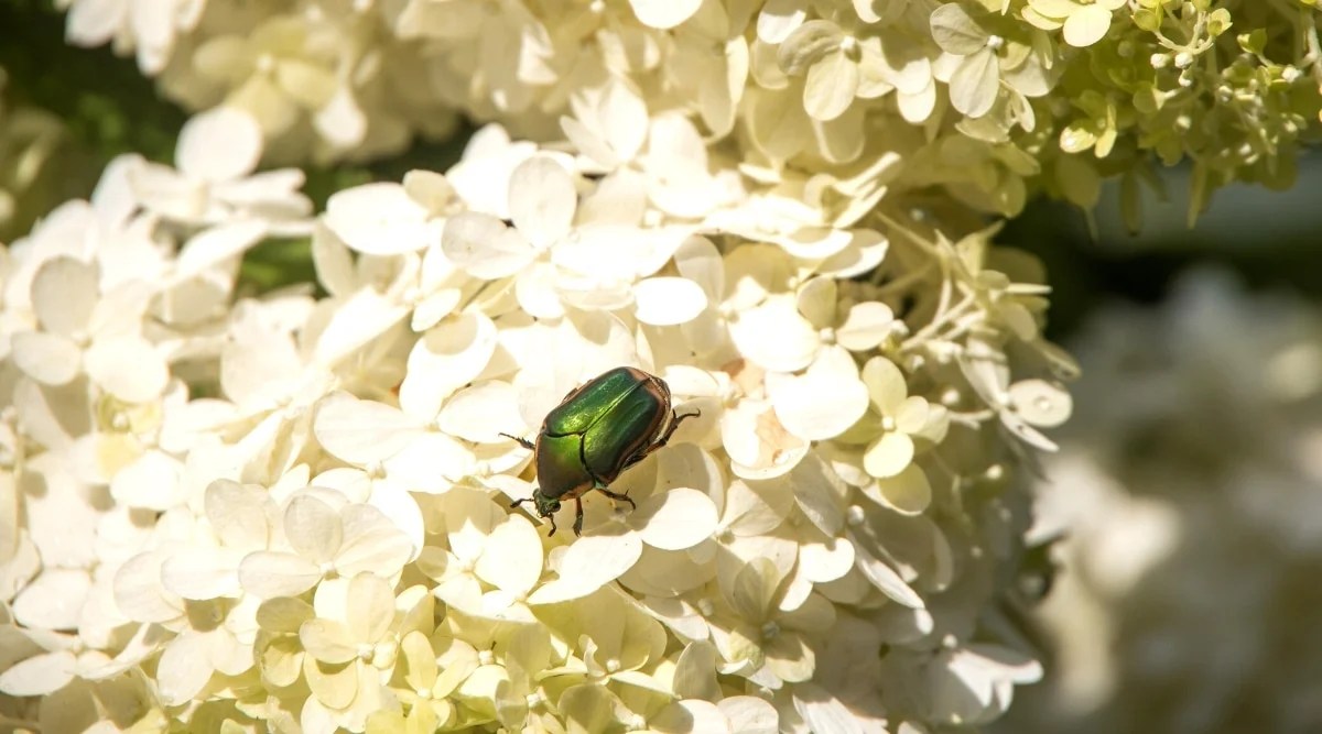 Close-up of a Cetonia Aurata beetle on beautiful white shrub blooms in a sunny garden. The beetle is large, oval in shape with a beautiful iridescent green shell. Panicles are large, consist of many small white sterile flowers.