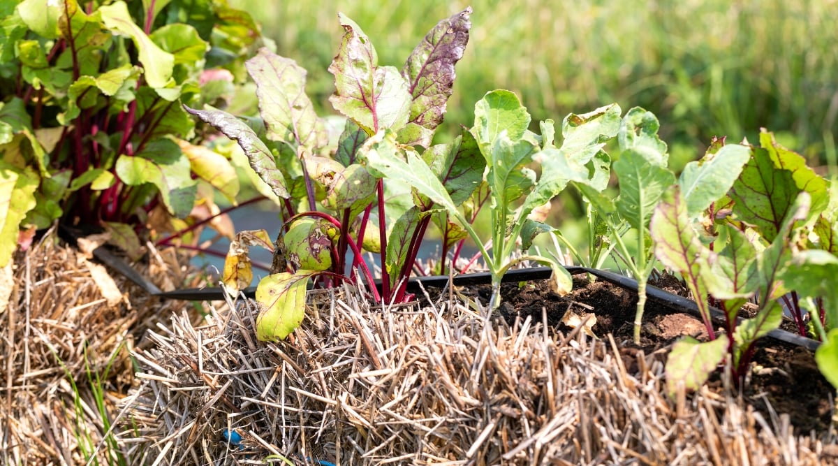Close-up of young beet and cabbage seedlings growing on a straw bale. Beet seedlings have a rosette of elongated glossy green leaves with wavy edges and purple veins and stems. Cabbage seedlings produce a rosette of oval, pale green leaves with a waxy texture.