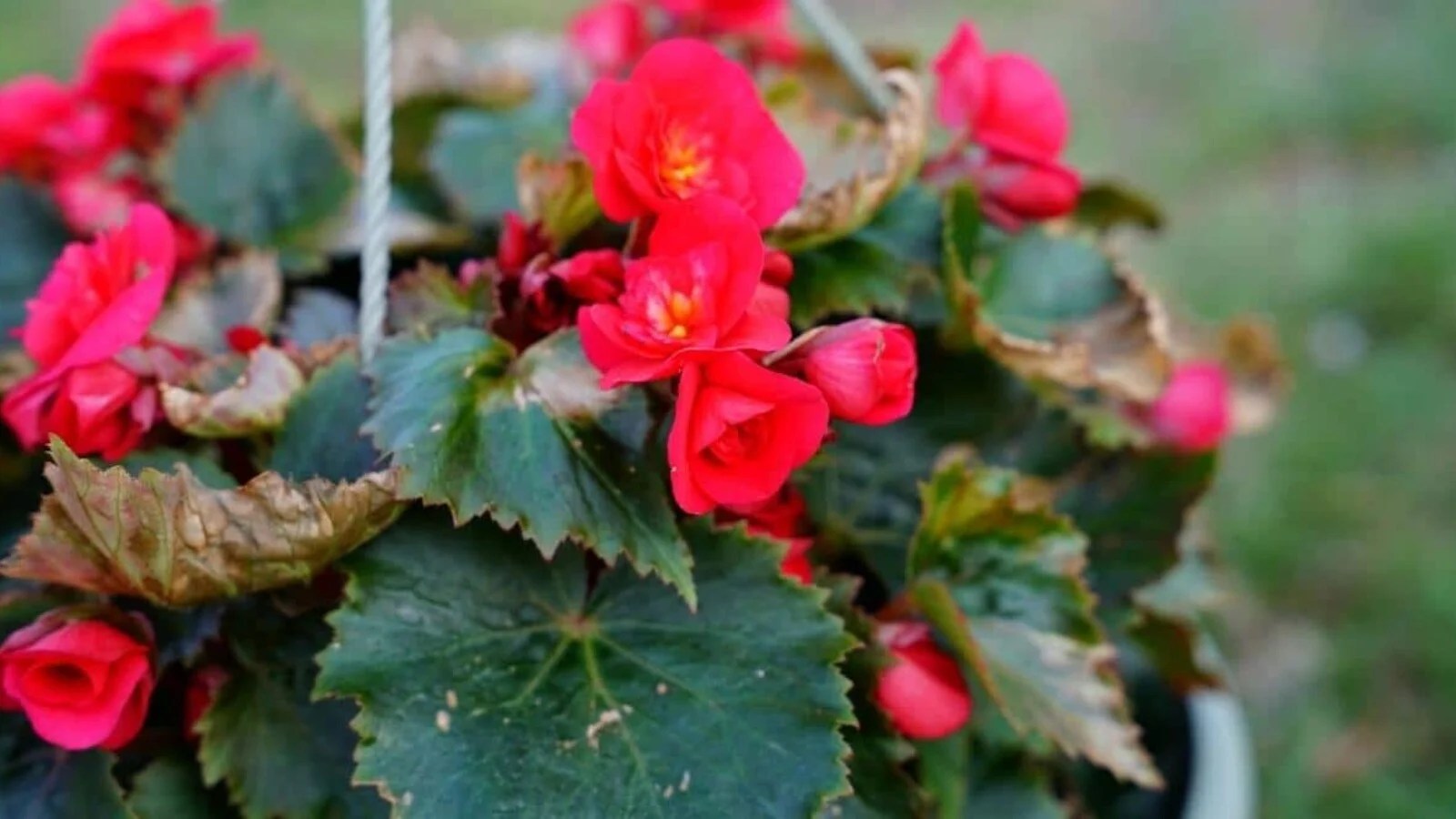 begonia problems