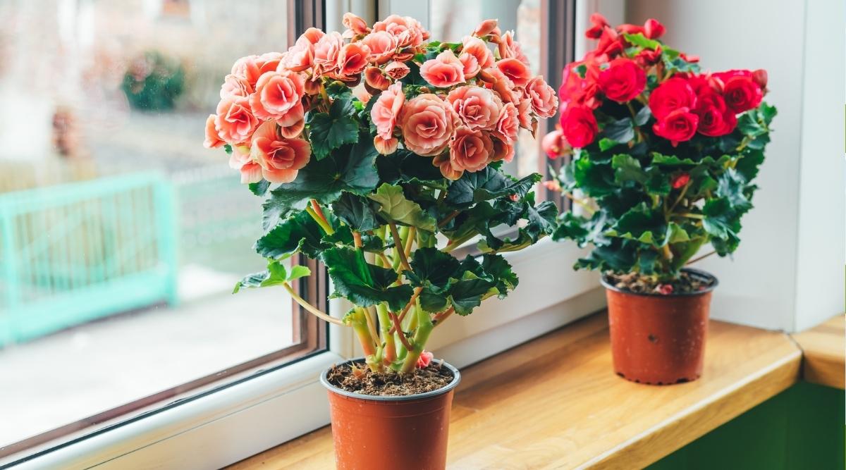 15 Tips For Growing Beautiful Begonias in Pots or Containers