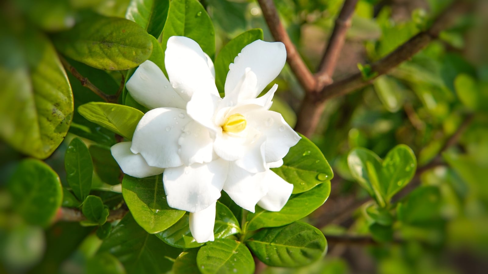 11 Tips for Longer Lasting Gardenia Blooms