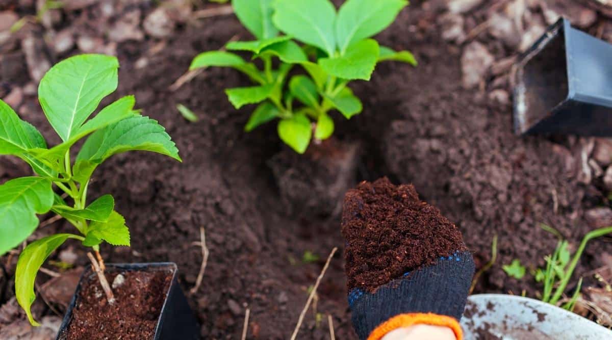 Close-up of a female hand holding a handful of black loose soil against the background of a hydrangea sprout lowered into a hole for planting in the ground. The woman’s hand is wearing a black gardening glove with orange trim. Another plant sprout in a black plastic pot stands next to a hole in the soil. Plastic empty black pot on the ground.