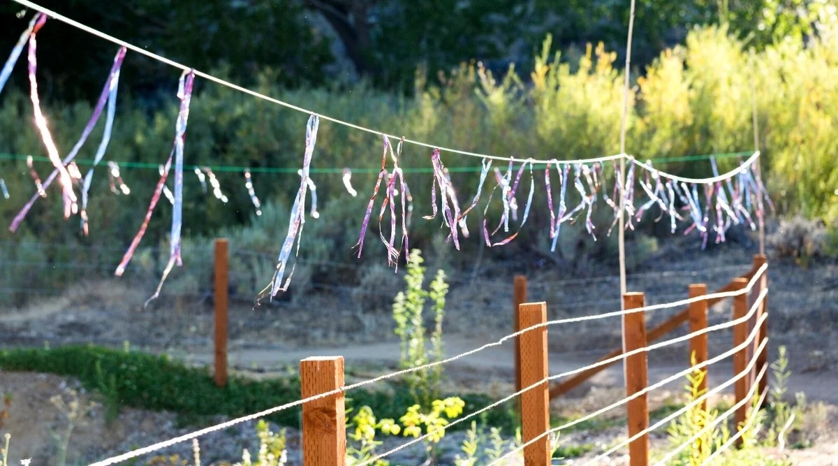 11 Ways to Keep Birds Away from Seeds in Your Garden