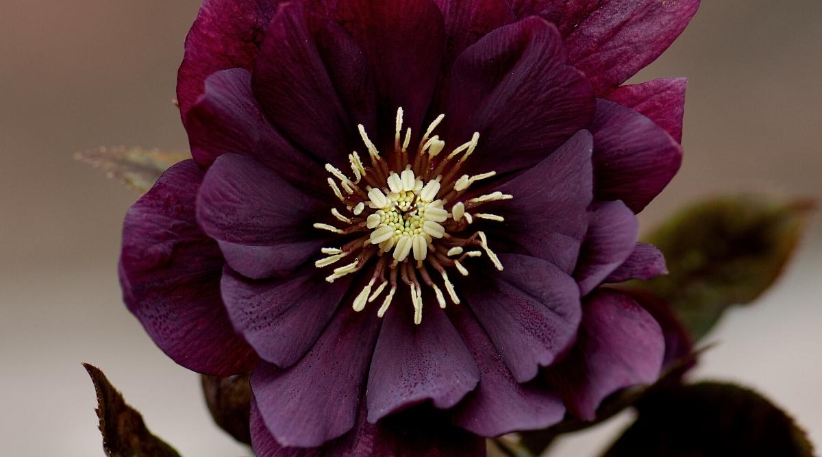 black hellebore