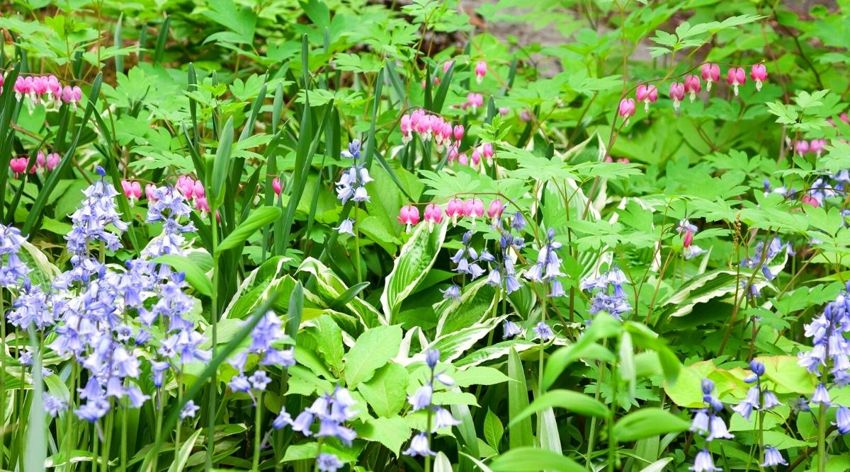 A spring green garden that blooms shade-loving plants such as bleeding flowers and bluebells. Bleeding heart flowers have bright pink heart-shaped flowers with white and yellow tears underneath. And the bluebells bloom with delicate blue-violet bell-shaped flowers surrounded by green foliage.