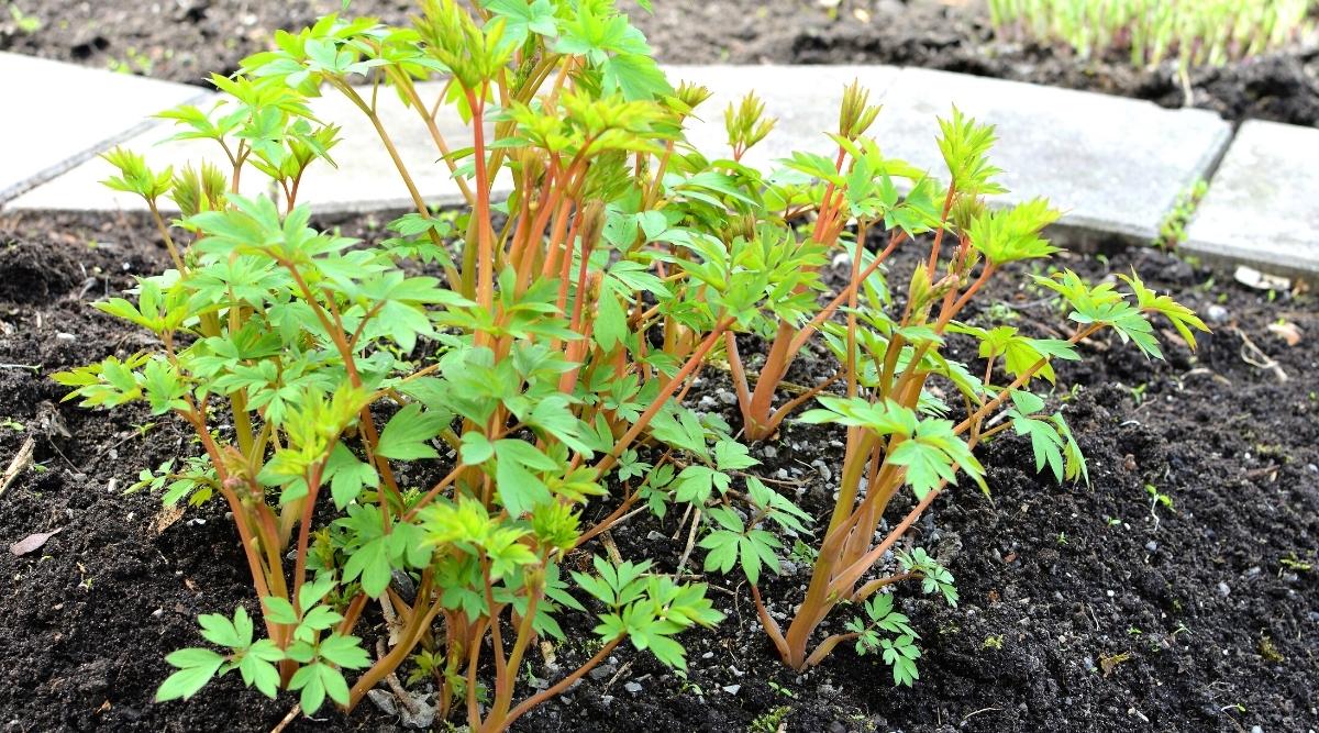 A young Lamprocapnos spectabilis bush recently planted in soil in a spring garden. Red strong stems with green pinnately dissected leaves. In the background is a path paved with concrete slabs.