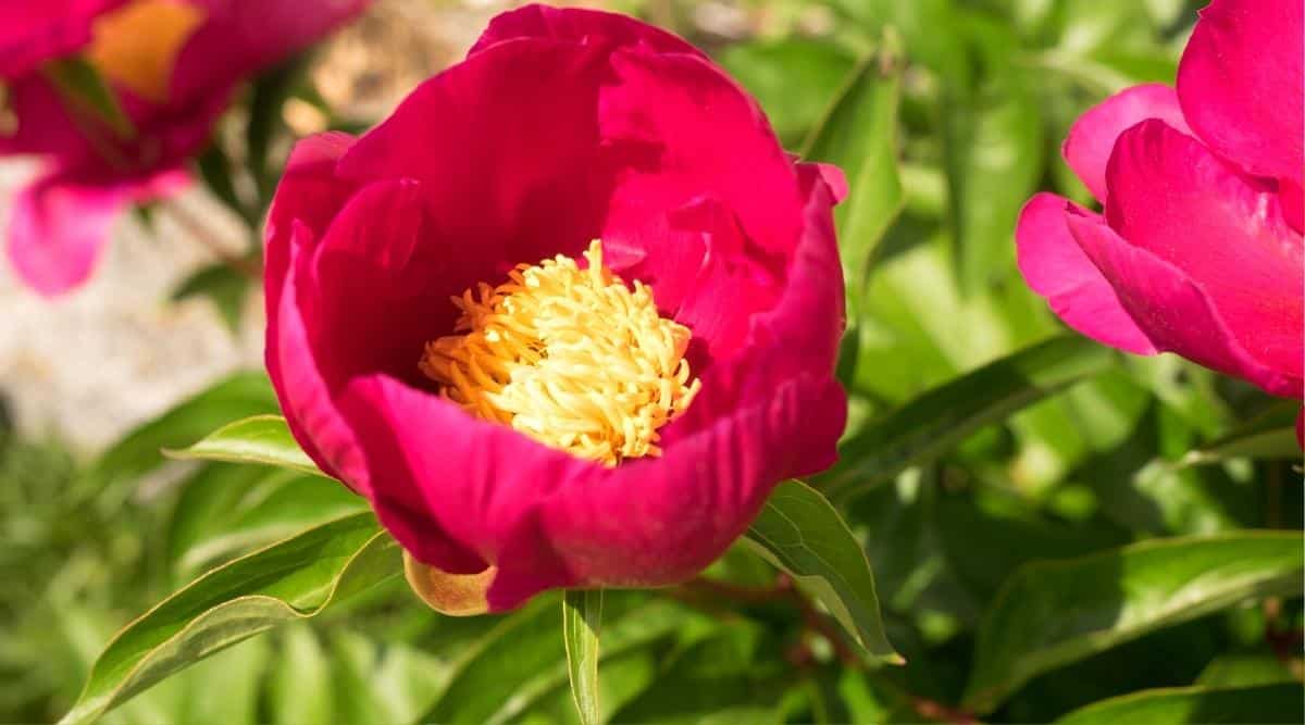 A red blooming peony flower that’s recently started blooming. There is green foliage in the background, and some grass. The flower blooms with a red color and a pink hue, with yellow stamens in the middle.