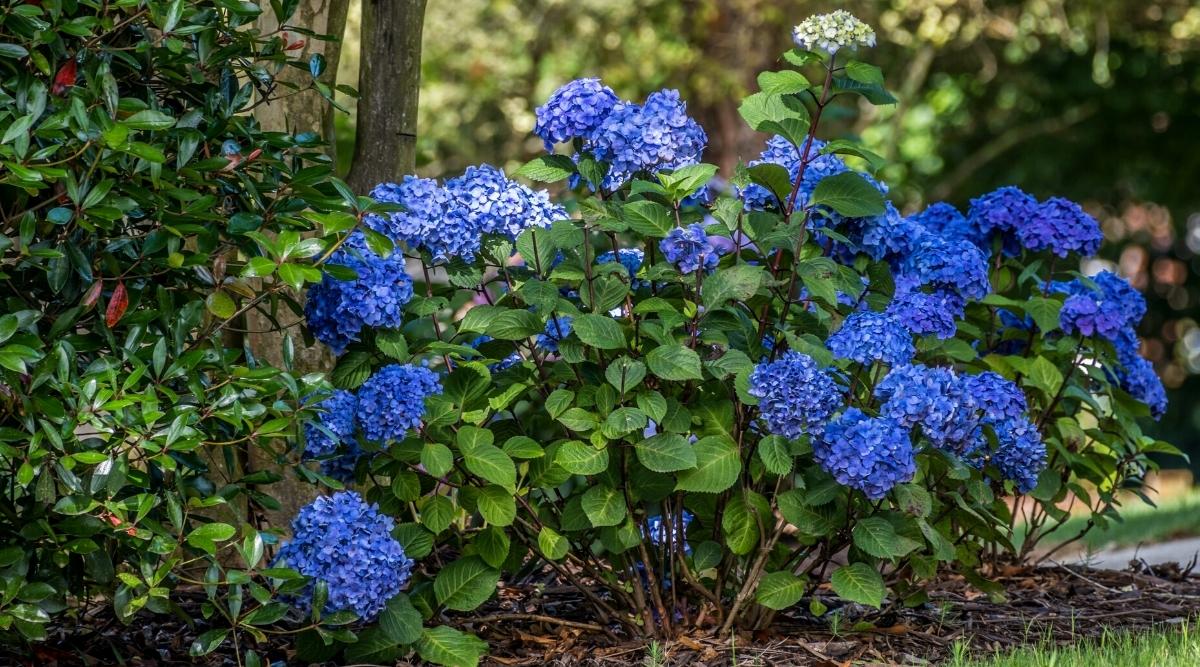 Blue Shrub Underneath Tree