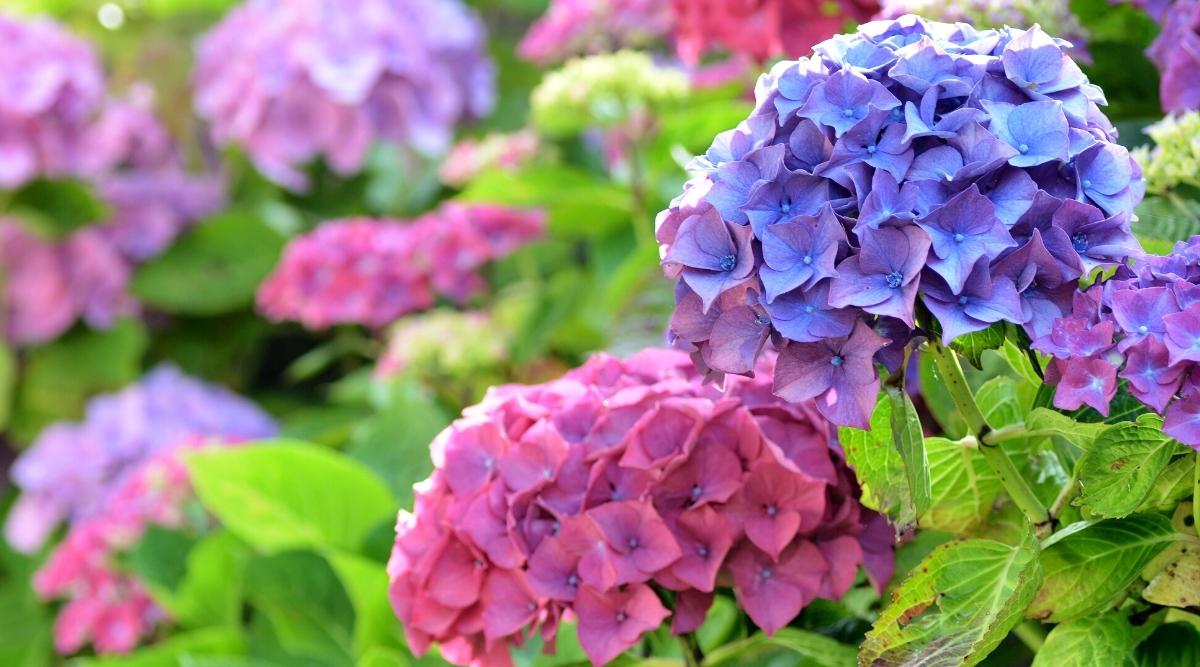 15 Tips To Keep Your Hydrangeas Blooming All Season Long