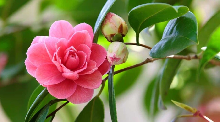 Camellia Colors What Colors Do Camellias Bloom?