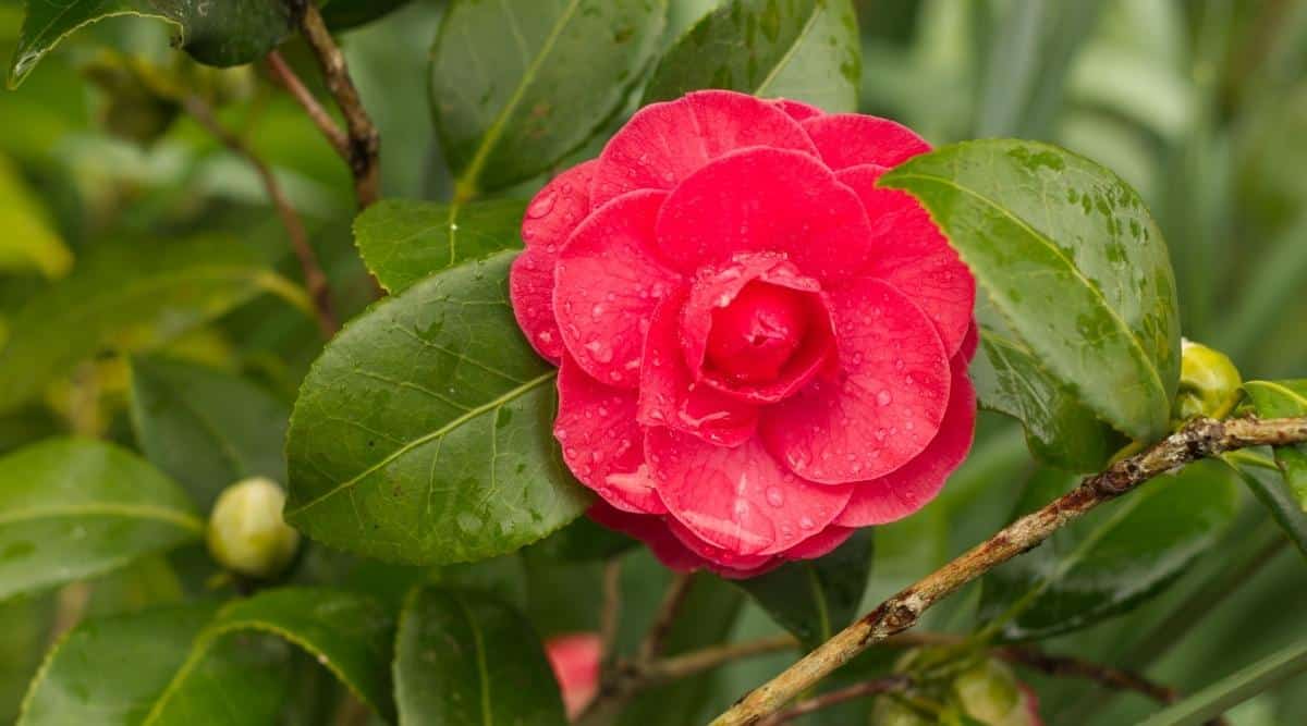 How to Plant, Grow and Care For Camellias