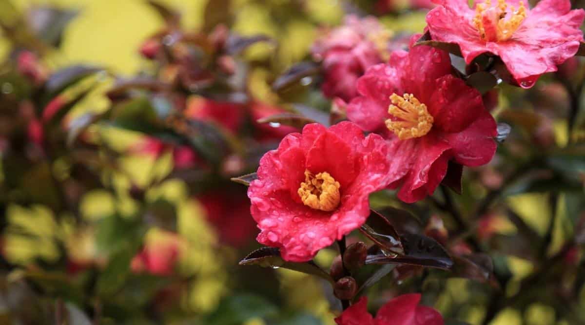 7 Reasons Camellia Leaves Turn Yellow and How to Fix it