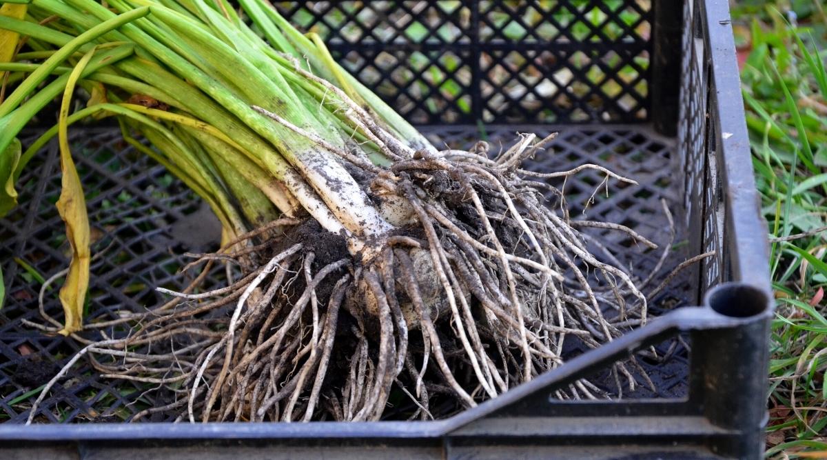 How to Overwinter Canna Lilies and Correctly Store The Bulbs