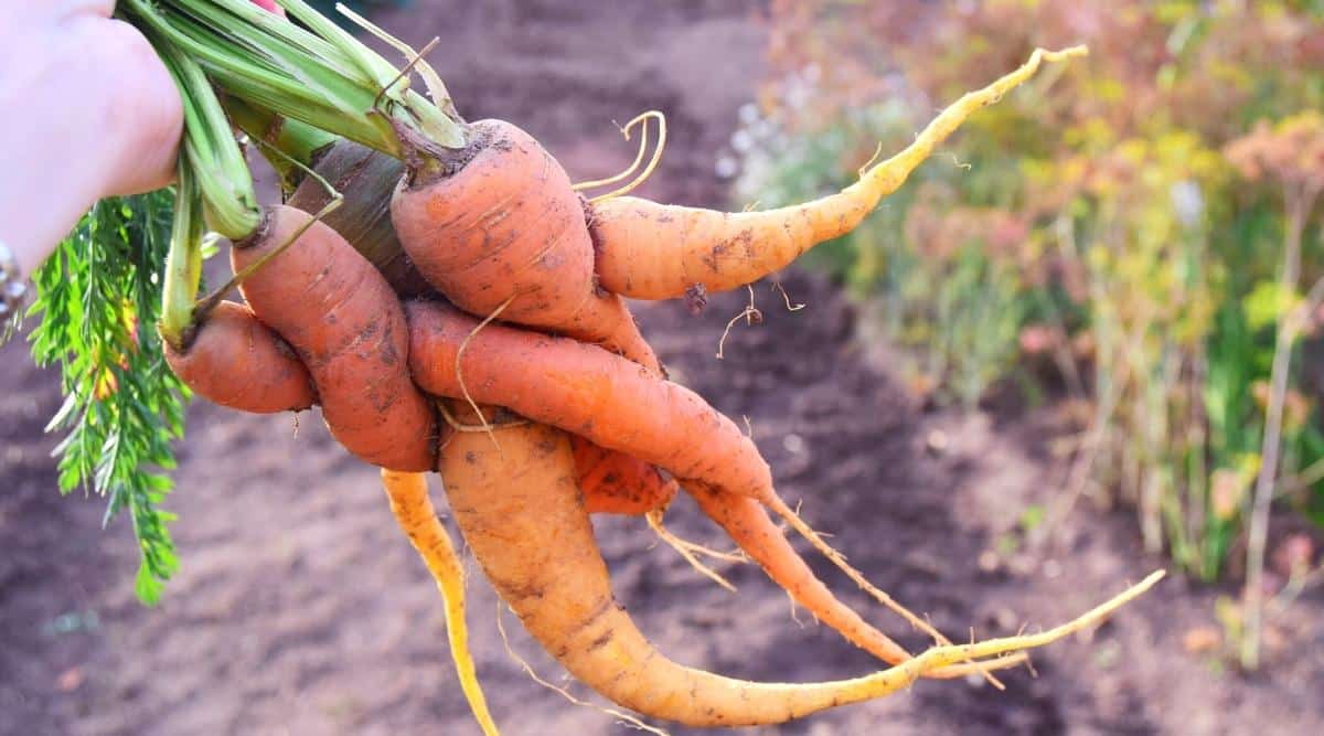 9 Causes of Deformed Carrots How to Identify and Prevent Them