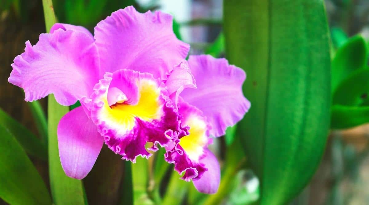 How to Plant, Grow and Care For Cattleya Orchids