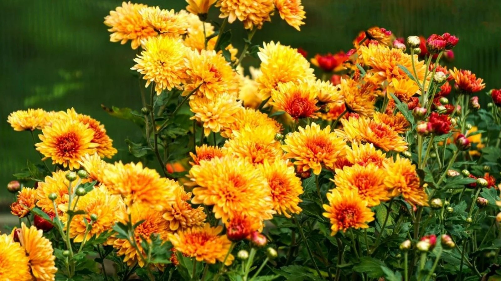 chrysanthemum blooming tips