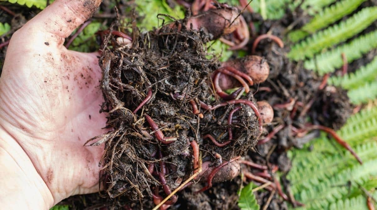A gardener&rsquo;s hand is holding compost next to the garden bed. In the compost is rich brown organic matter with worms crawling around in the composting mixture.