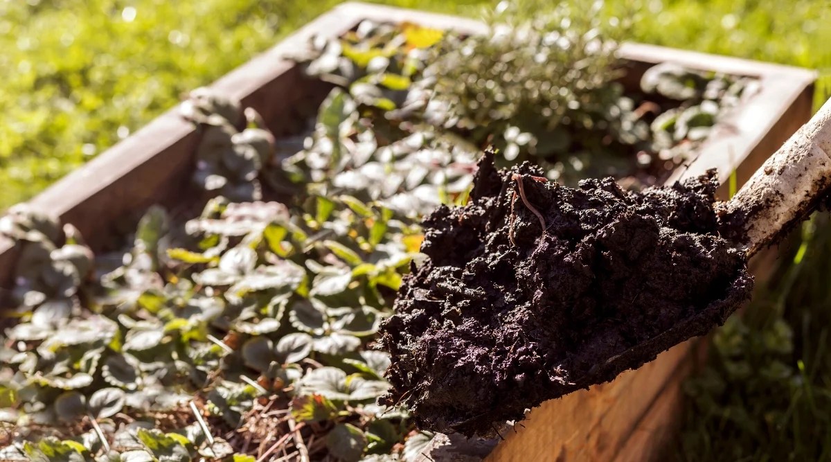 Close-up of a garden shovel filled with compost in front of a raised bed. The compost is moist, black, with long worms. Strawberry plants grow in a raised bed.