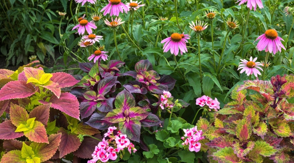 Do Coneflowers Need Full Sun, Partial Shade, or Full Shade?