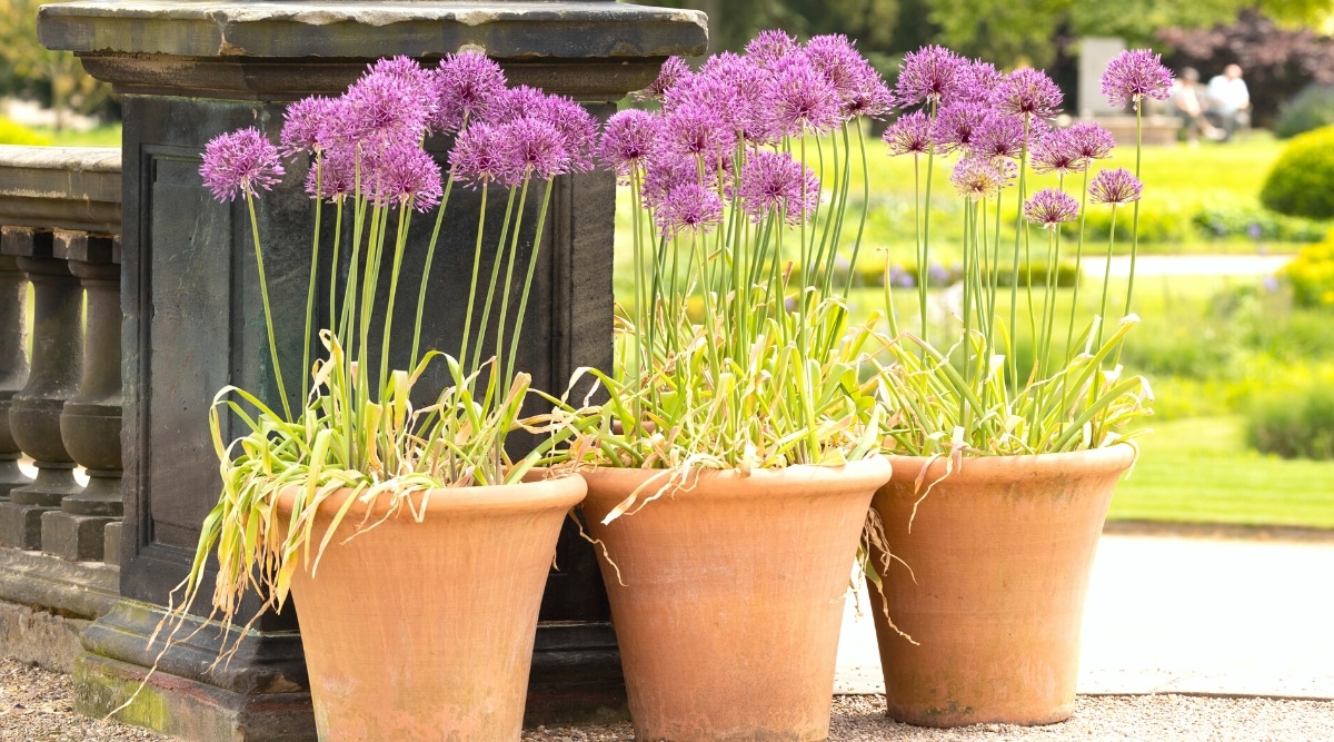 11 Tips For Growing Allium in Pots or Containers