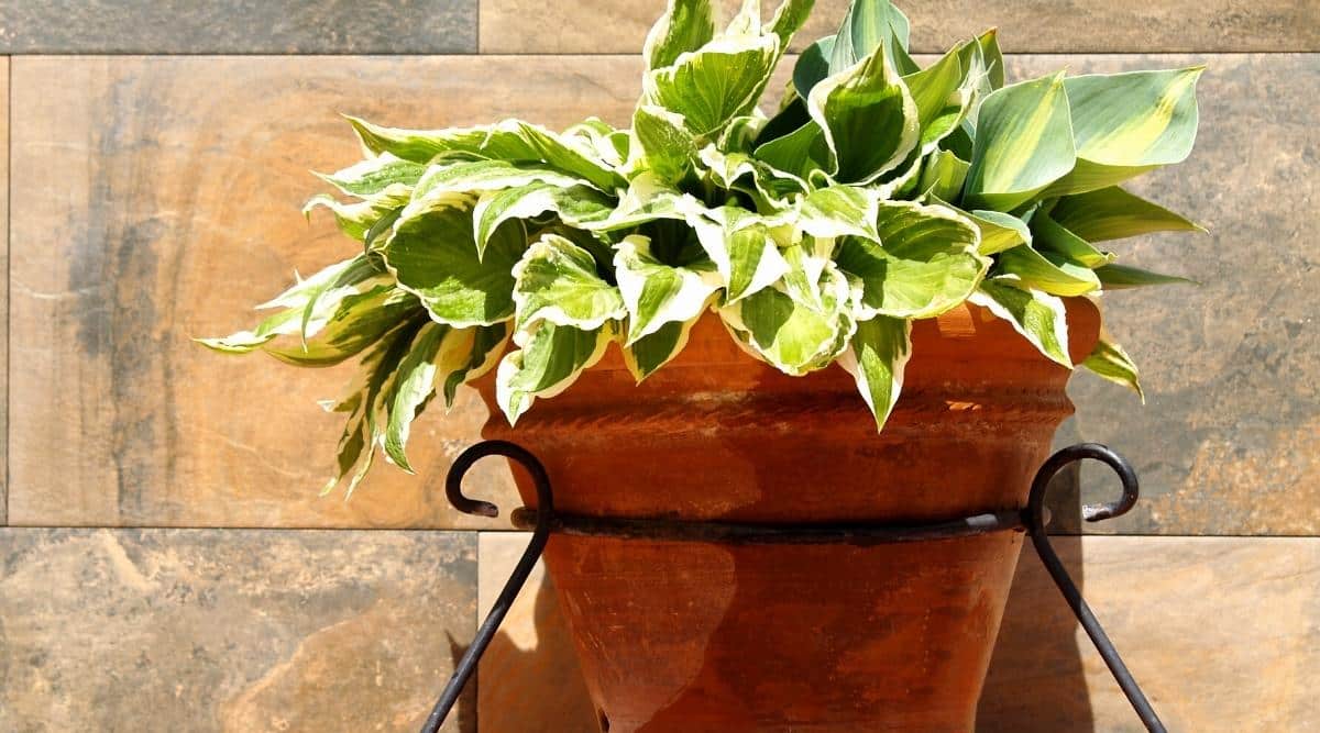 15 Tips For Planting Hostas in Pots or Containers