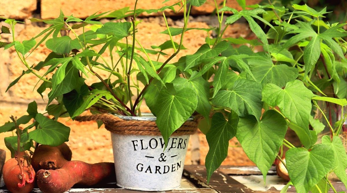 How to Grow Sweet Potatoes in Containers in 8 Easy Steps