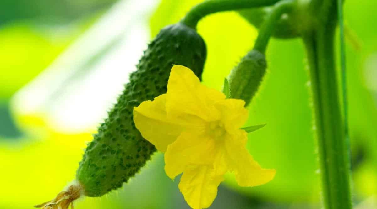 Can You Cross Pollinate Different Types of Cucumbers?