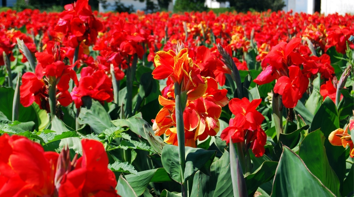 Do Canna Lilies Spread Out or Stay in One Place?