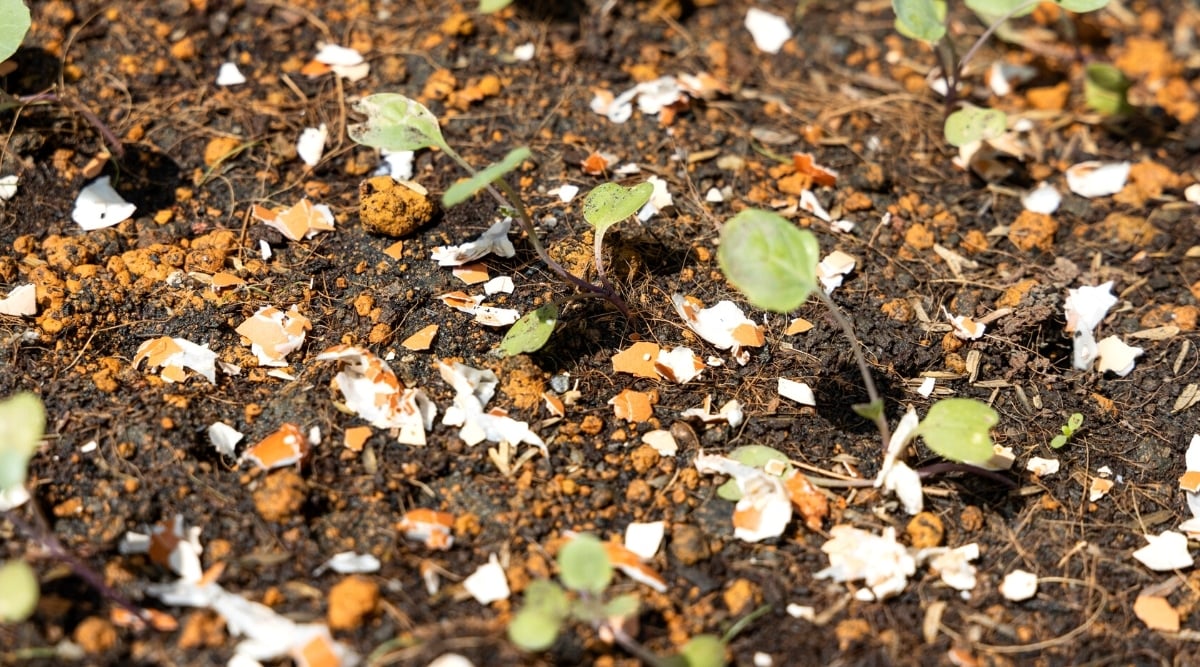 Does Egg Shells Go Bad at Emma Race blog