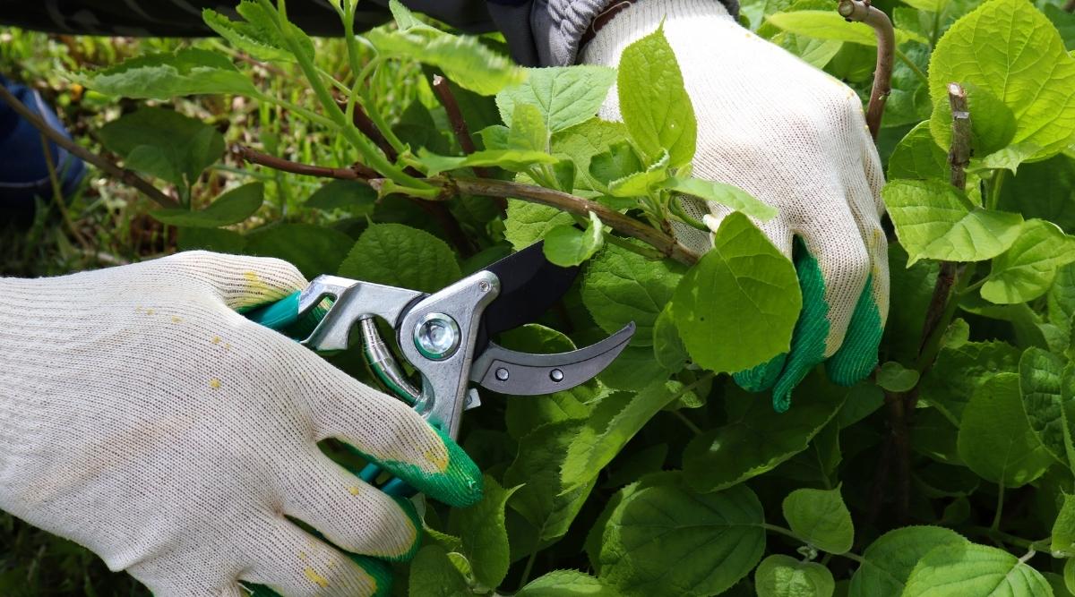 Gardener cutting branches