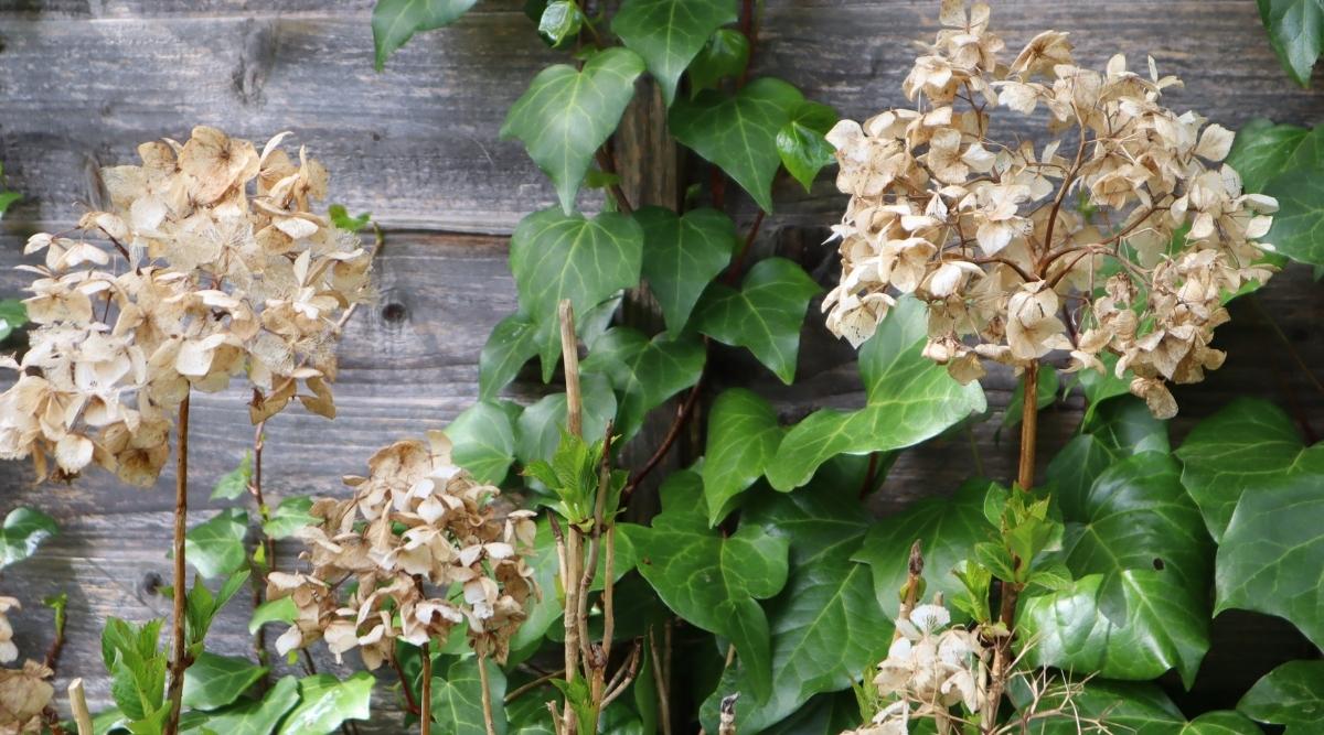 11 Climbing Hydrangea Tips Sticking To Fences & Trellises