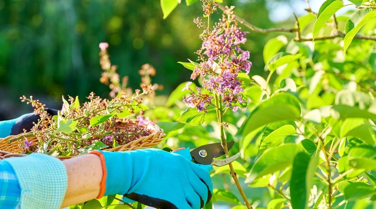 How to Deadhead Lilacs in 7 Easy Steps