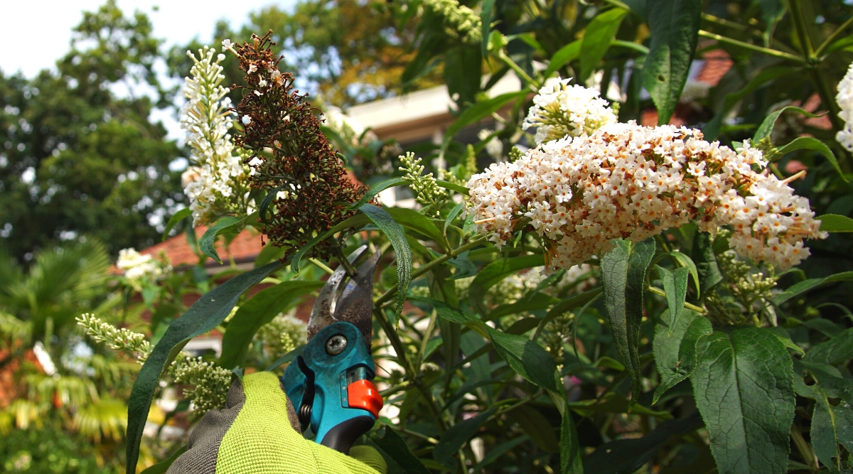 Deadheading Buddleja davidii in the garden. Close-up of a gardener’s hand in a gray-green glove with blue pruning shears, pruning withered dried flowers of a butterfly bush. Buddleja davidii, commonly known as butterfly bush, is a deciduous shrub with long, slender spikes of tiny, tubular flowers that bloom in clusters. The flowers are small, tubular in shape, creamy white with orange throats. The leaves of the plant are lance-shaped and dark green in color.