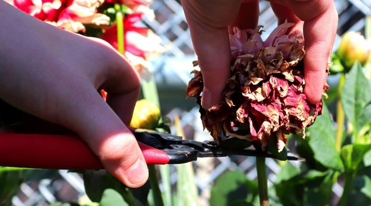 13 Common Problems With Dahlia Flowers