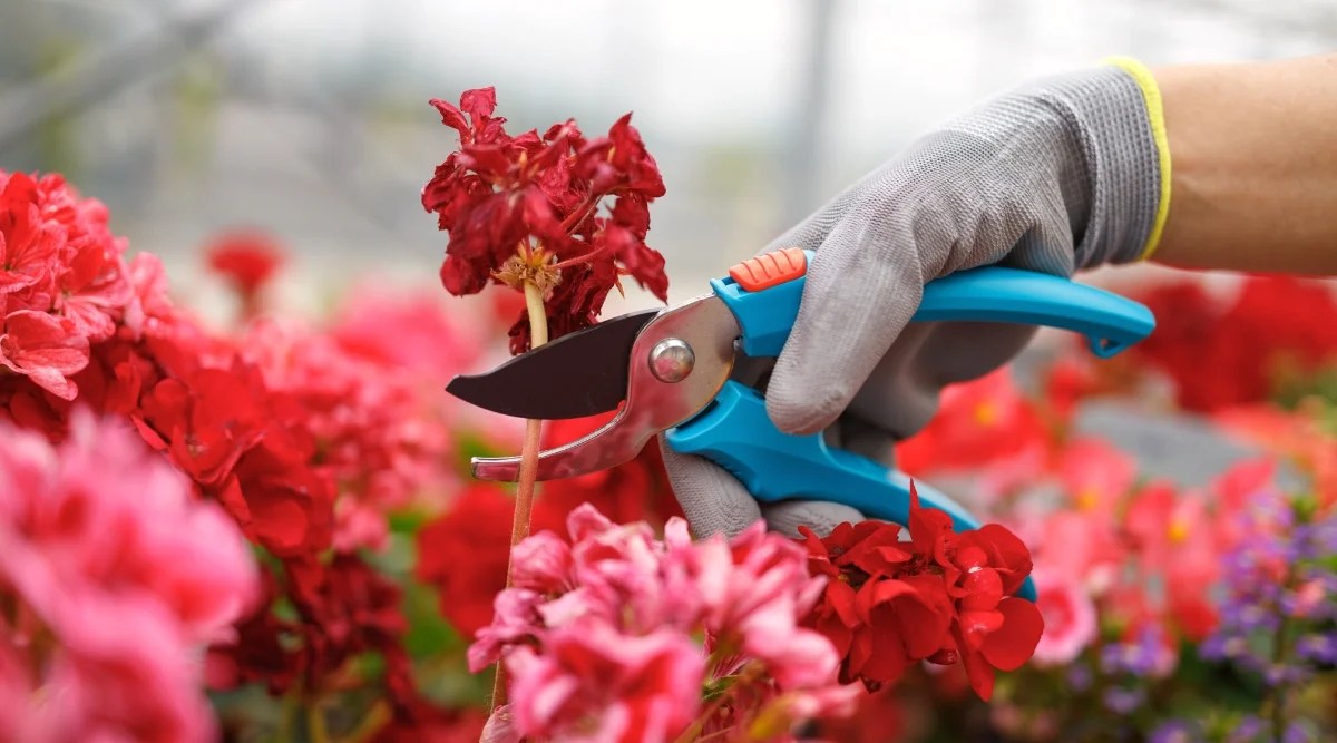 Close-up of a gardener’s hand in a gray glove about to prune a wilted geranium inflorescence in a greenhouse, against a blurry background of blooming pink and red geraniums. The gardener holds blue pruning shears in his hand. The flowers are small, five-petaled structure, collected in rounded inflorescences at the tops of the stems.