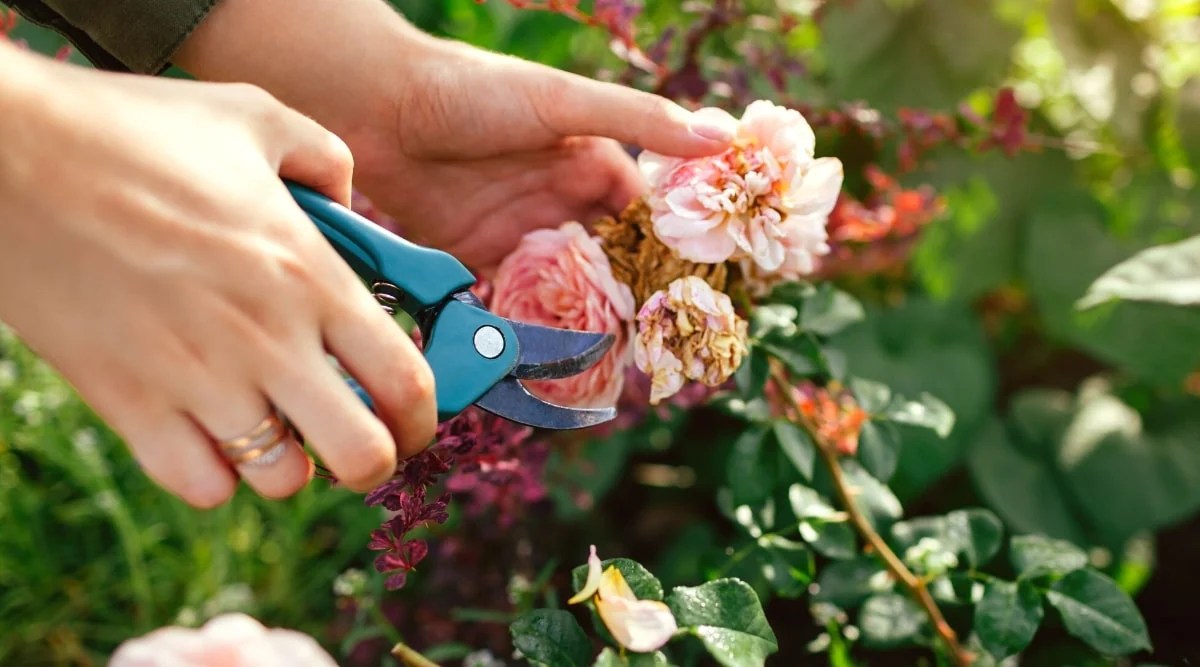 15 Tips To Make Your Roses Bloom More Perry Homes, 56 OFF