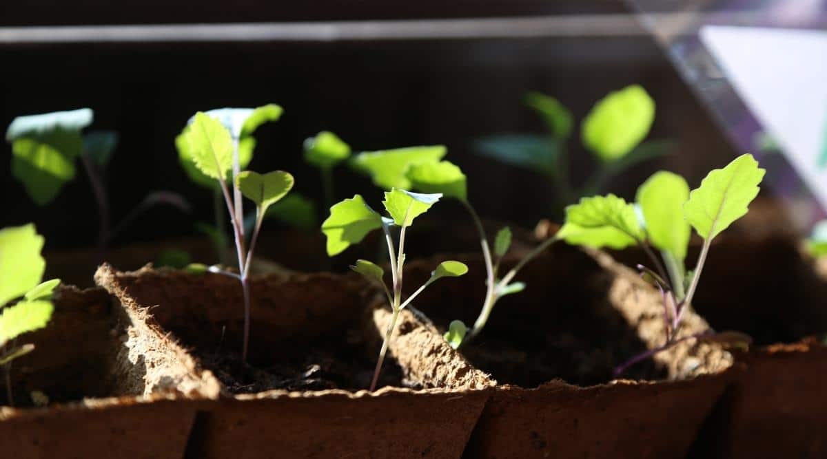 Garden planted sprouts