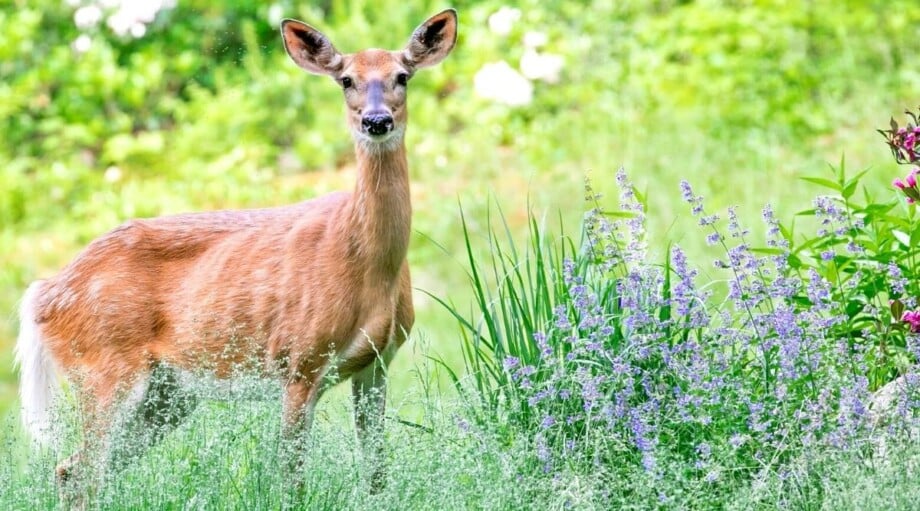 Do Deer Eat Lavender? Does it Attract or Repel Deer?
