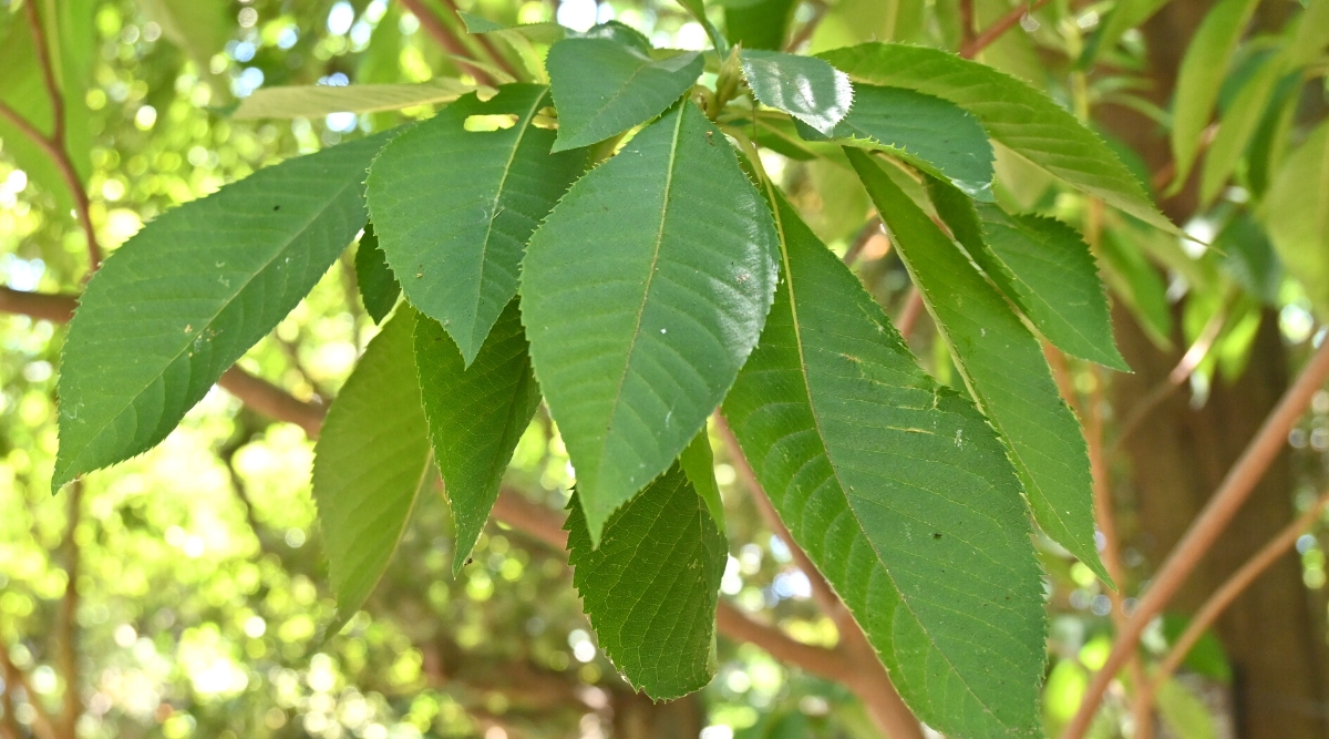 Close-up of a Clethra alnifolia plant in a garden. It is a deciduous shrub with large oval green leaves. The leaves have finely serrated edges.