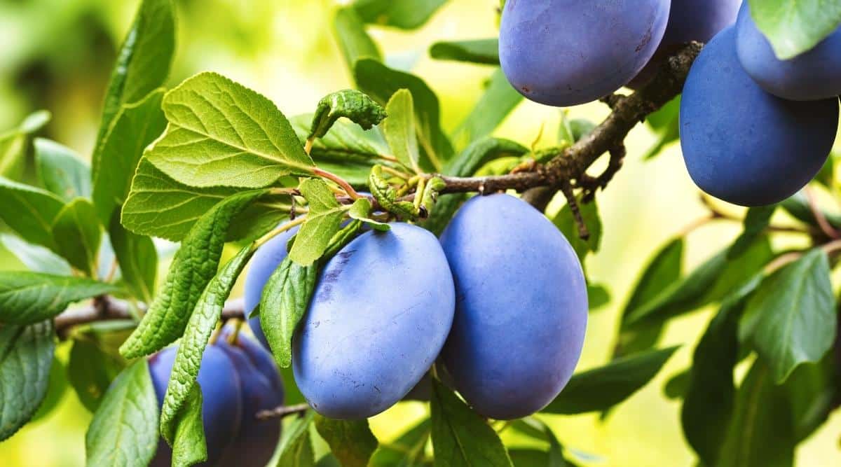 12 Dwarf Fruit Trees For Small Gardening Areas