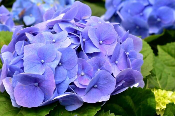 15 Expert Tips for Growing Beautiful Hydrangeas in Containers