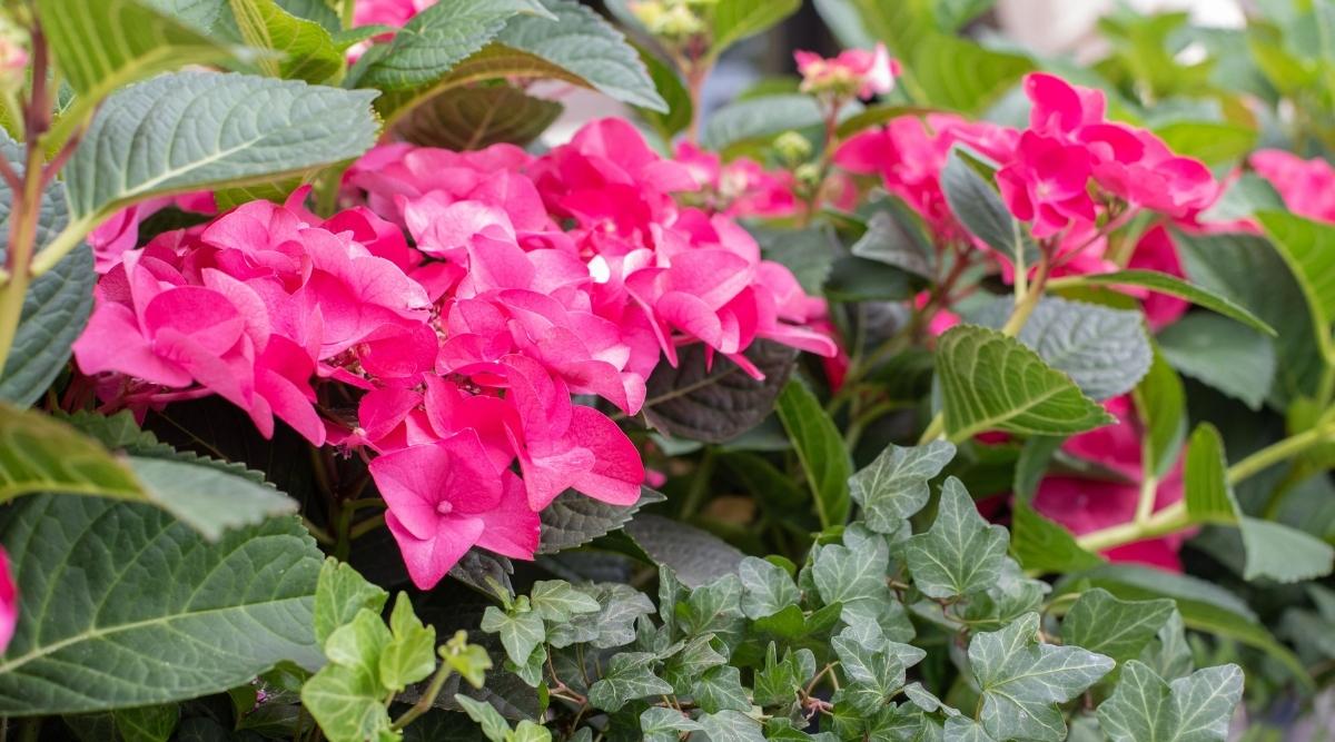 Dwarf Hydrangea in Garden