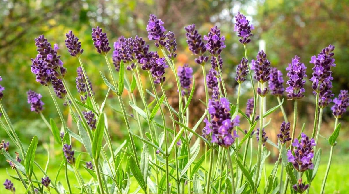 15 Dwarf Lavender Varieties You Can Grow in Compact Spaces