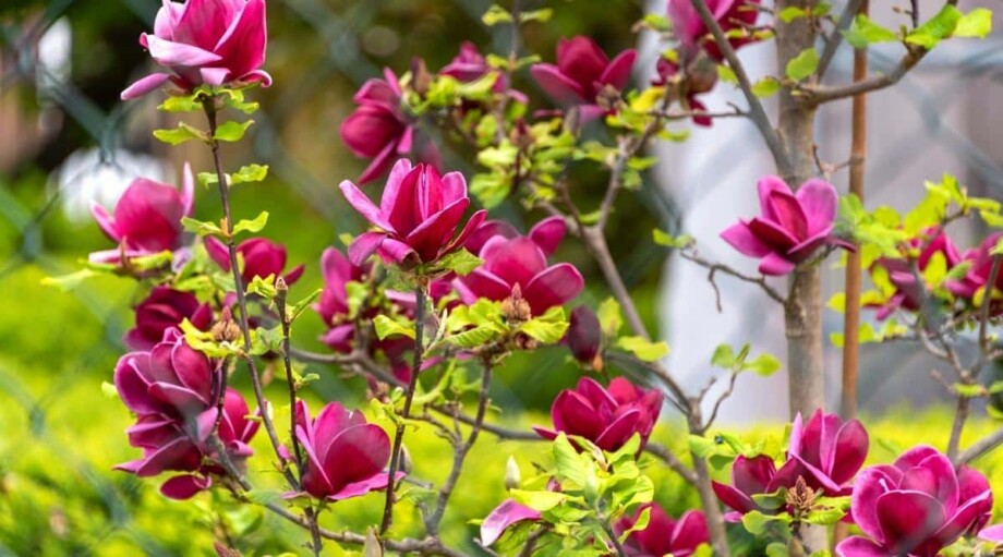 11 Dwarf Magnolia Tree Varieties For Your Home or Garden