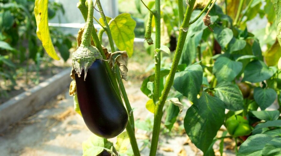 16 Tips For Growing Eggplant in Raised Garden Beds